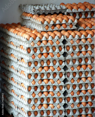 trays of egg