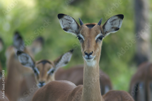 young male impala