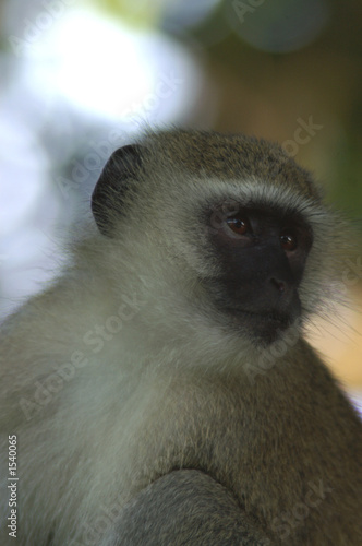 vervet monkey