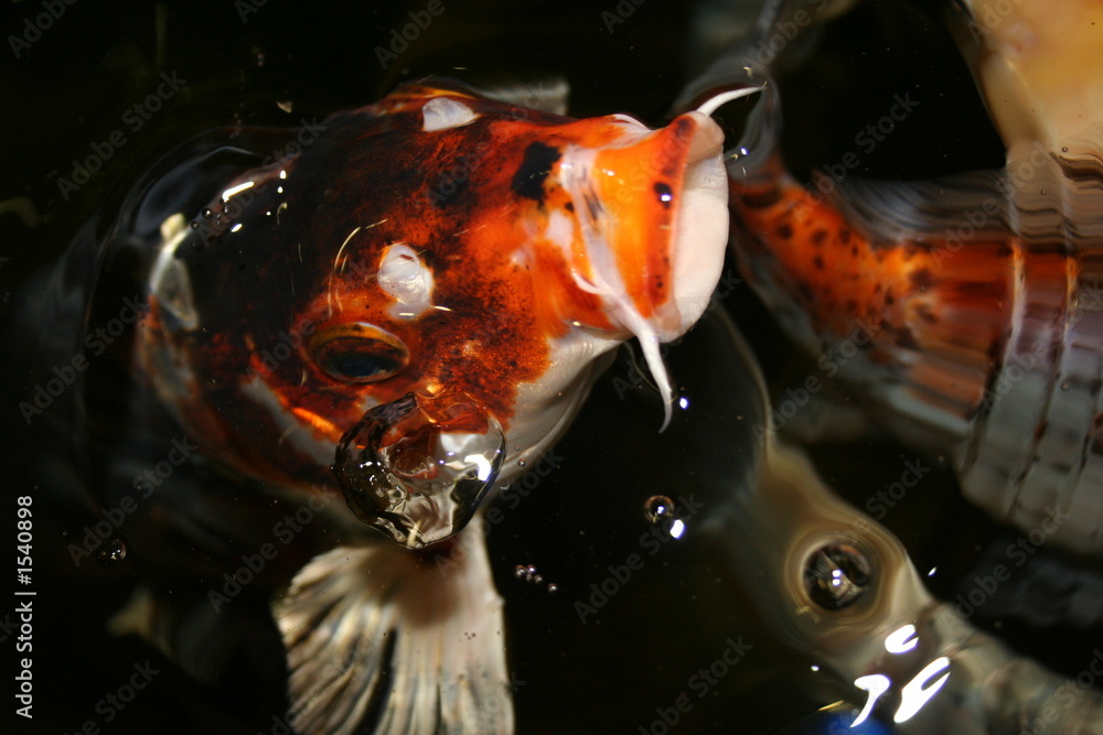 exotic fish, japan koi