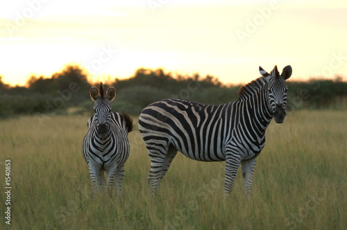 burchell zebra s at morning
