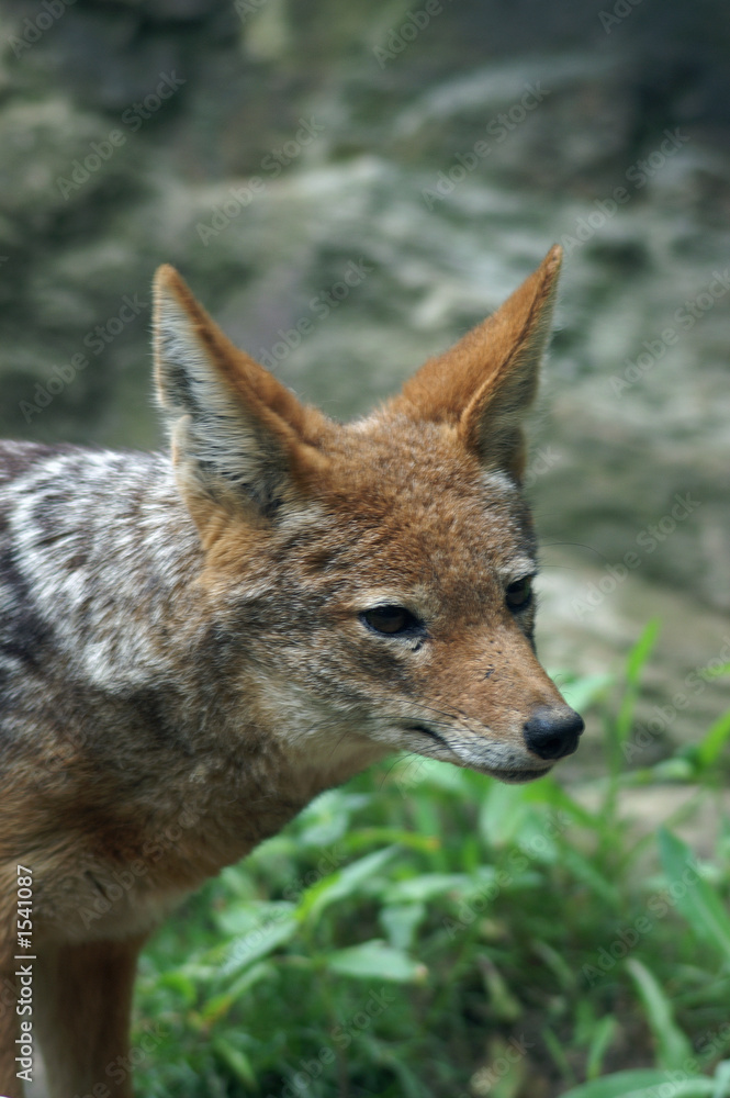Fototapeta premium black-backed jackal