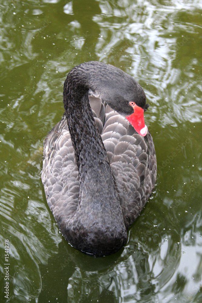 Fototapeta premium black swan
