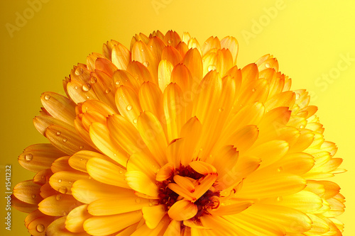 fleur jaune orang  e 2