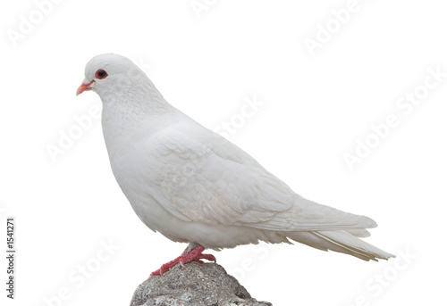 isolated white dove