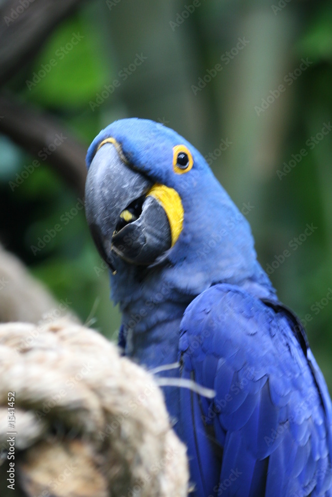 Obraz premium papuga