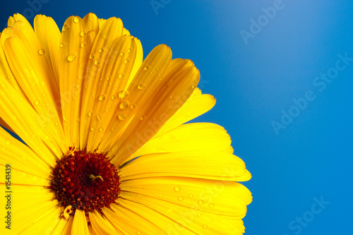 fleur jaune 2