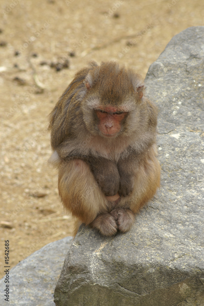 rhesus monkey