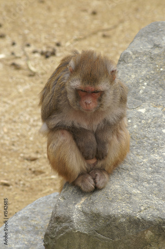 rhesus monkey