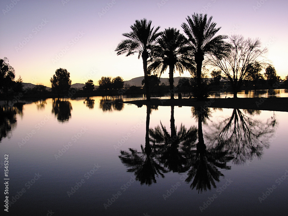 palm tree reflections