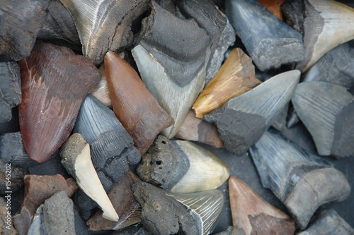 fossil shark teeth