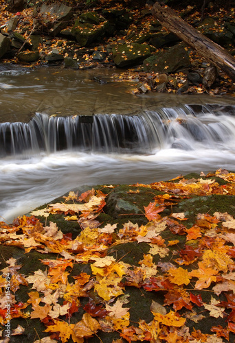 Fototapeta Naklejka Na Ścianę i Meble -  autumn falls