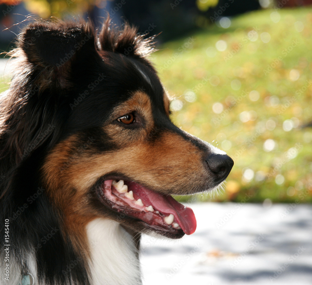 aussie profile