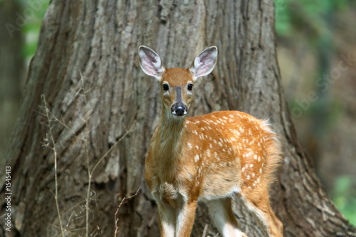 summer fawn 8
