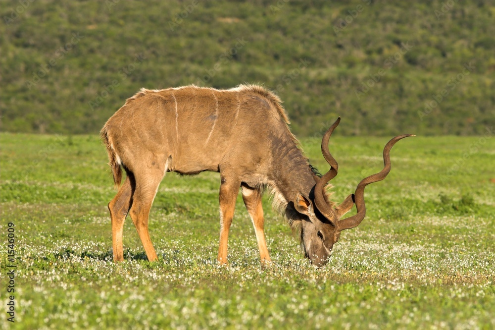 Naklejka premium kudu male