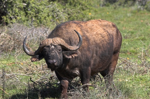 buffalo bull