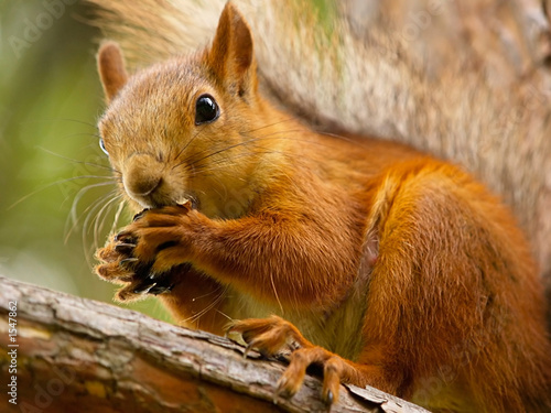 squirrel