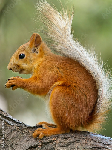 squirrel