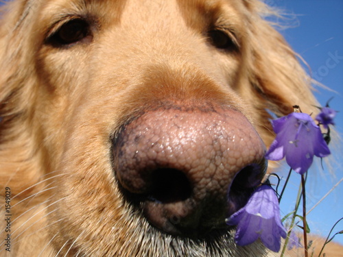 hund und blume photo