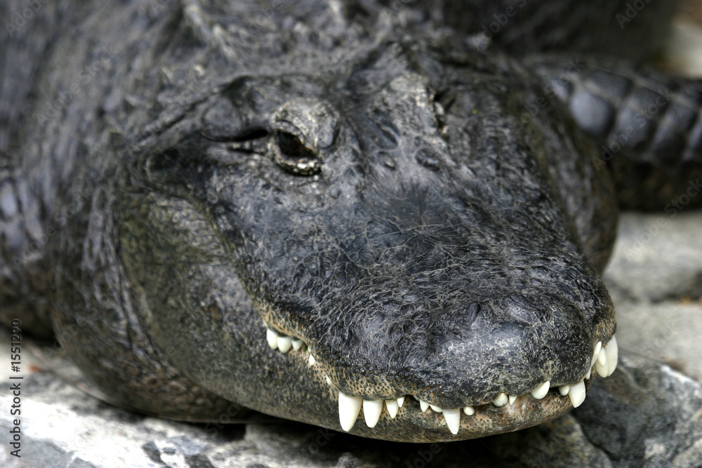 Obraz premium crocodile