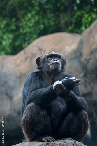 chimpanzee