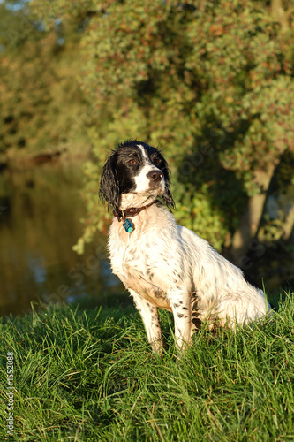 english springer spaniel by the river