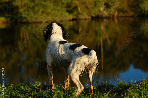 english springer spaniel by the river