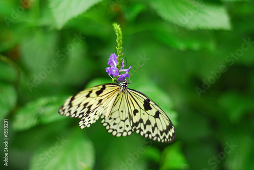 butterfly beauty