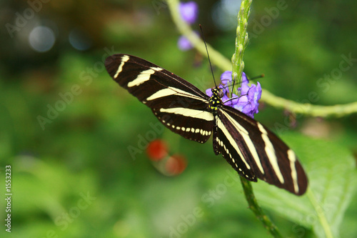 wing span
