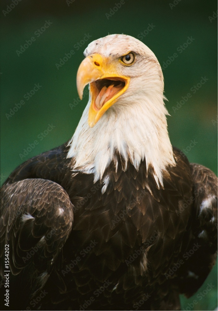 Obraz premium bald eagle