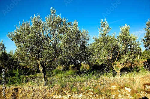 alberi di ulivo
