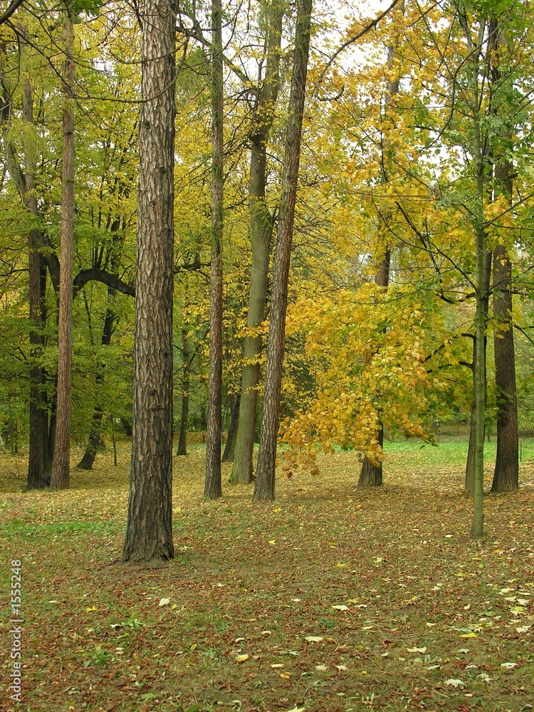 Naklejka premium gold autumn in a forest