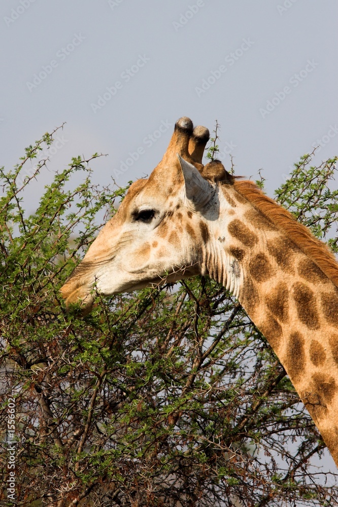 Obraz premium giraffe feeding
