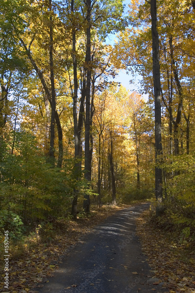 yellow leaf road