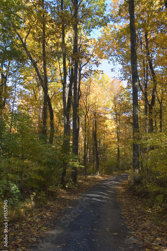 yellow leaf road