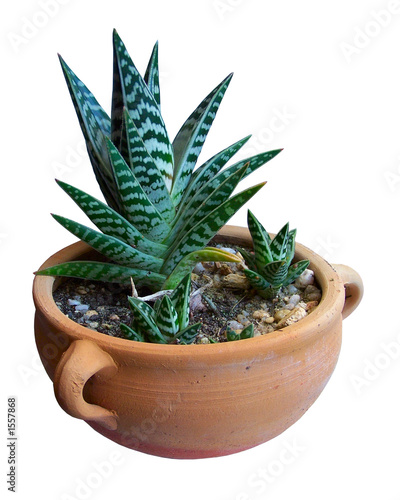 aloe variegata