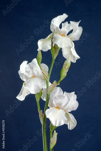 iris flower
