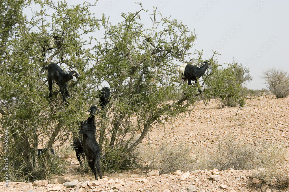 chévres dans les arbres