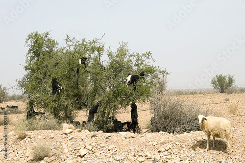 chévres dans les arbres