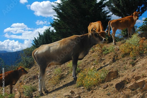 vache corse