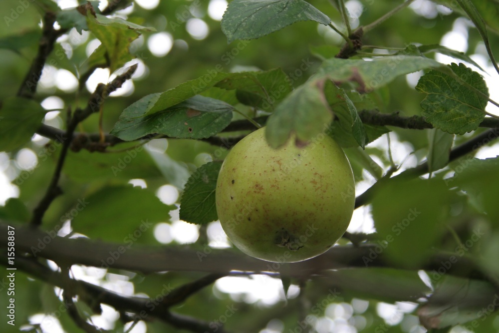 apples on tree apples on tree