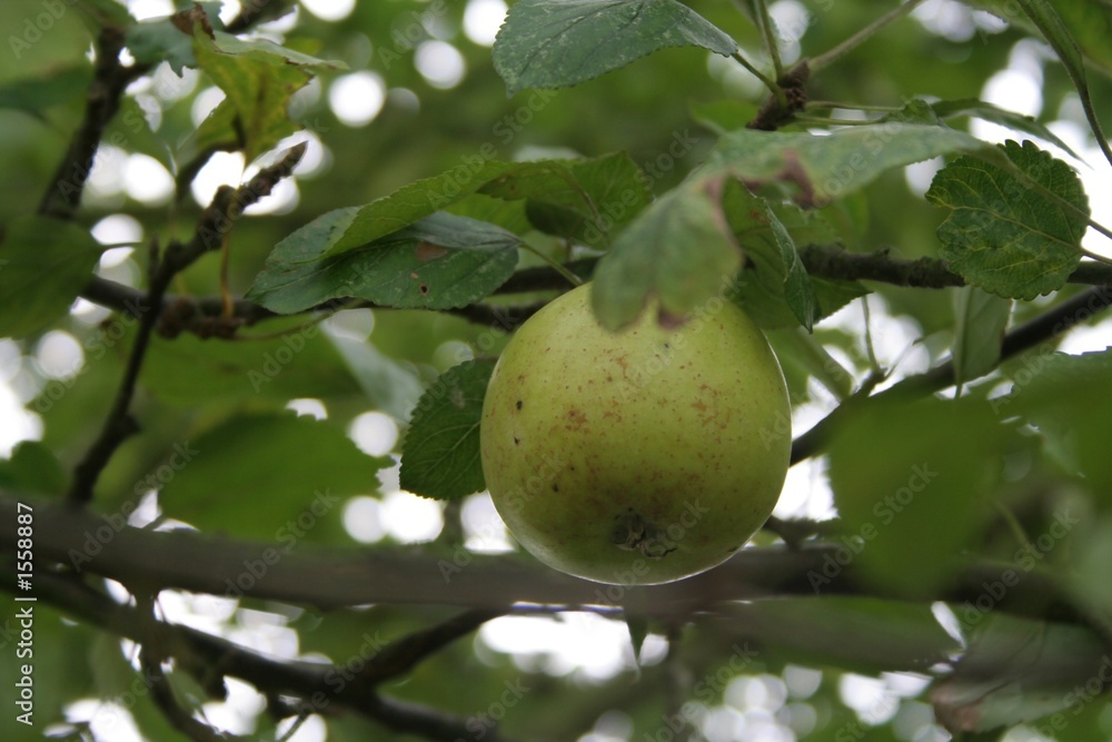 apples on tree