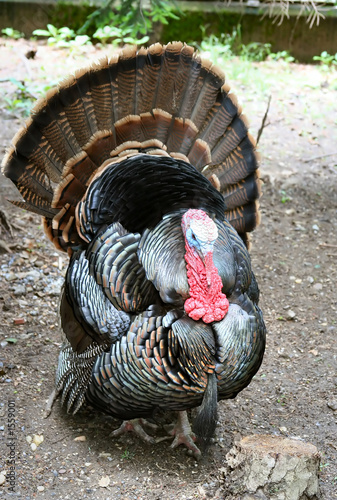 thanksgiving splendid wild turkey