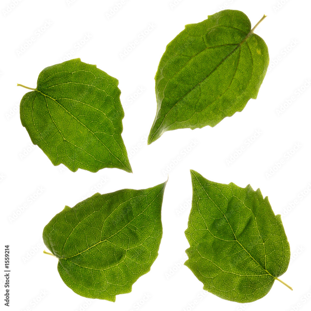 Obraz premium quattro