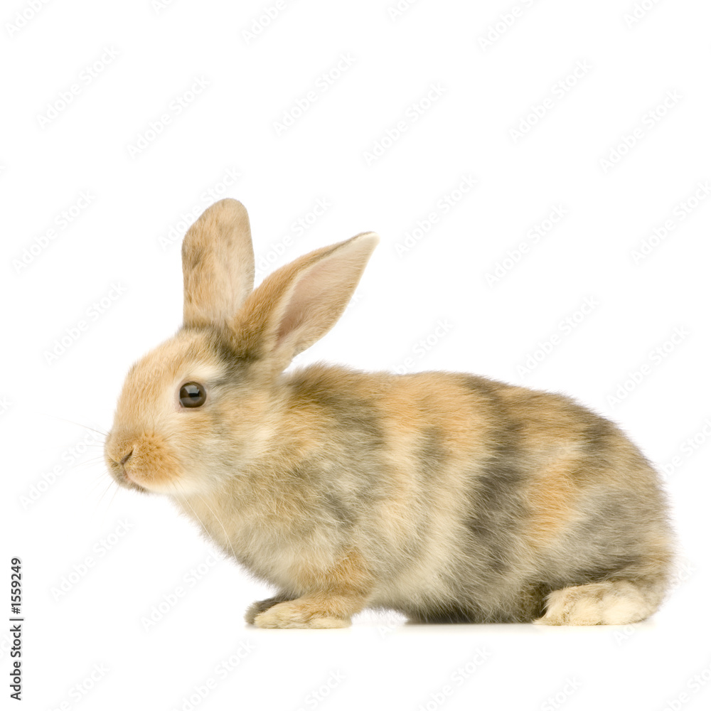 lapin sur fond blanc