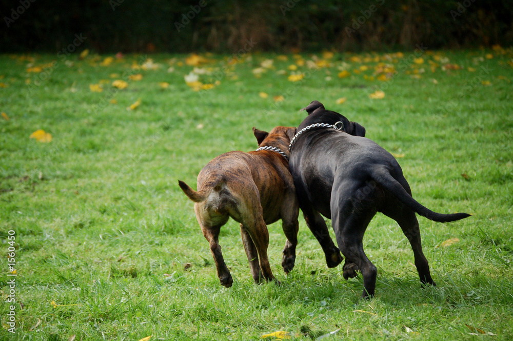 zwei tollende hunde zwei tollende hunde