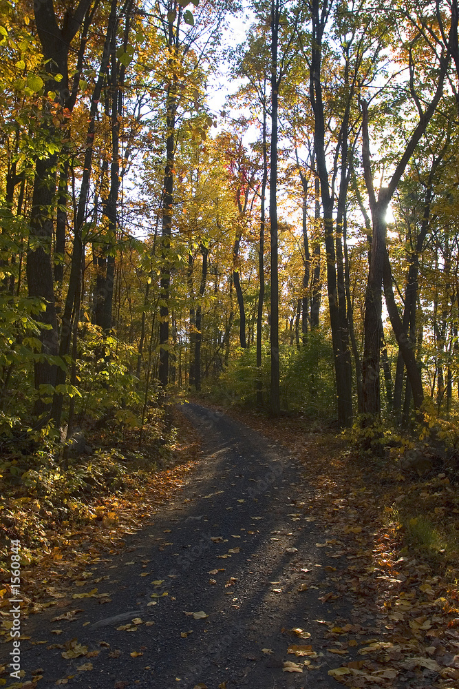 autumn autumn