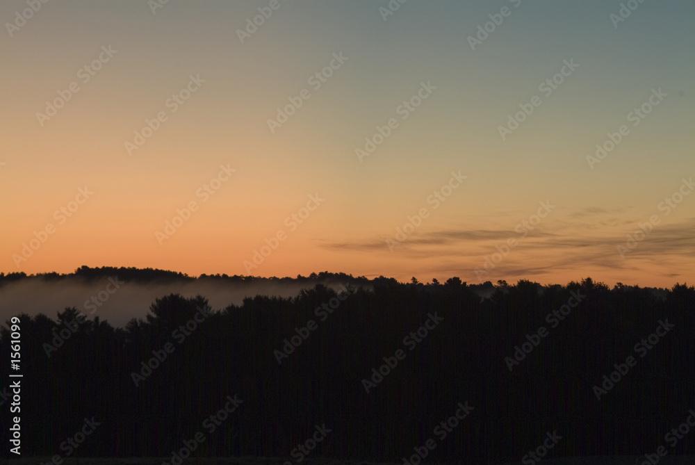 dawn trees and fog dawn trees and fog