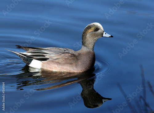 widgeon photo