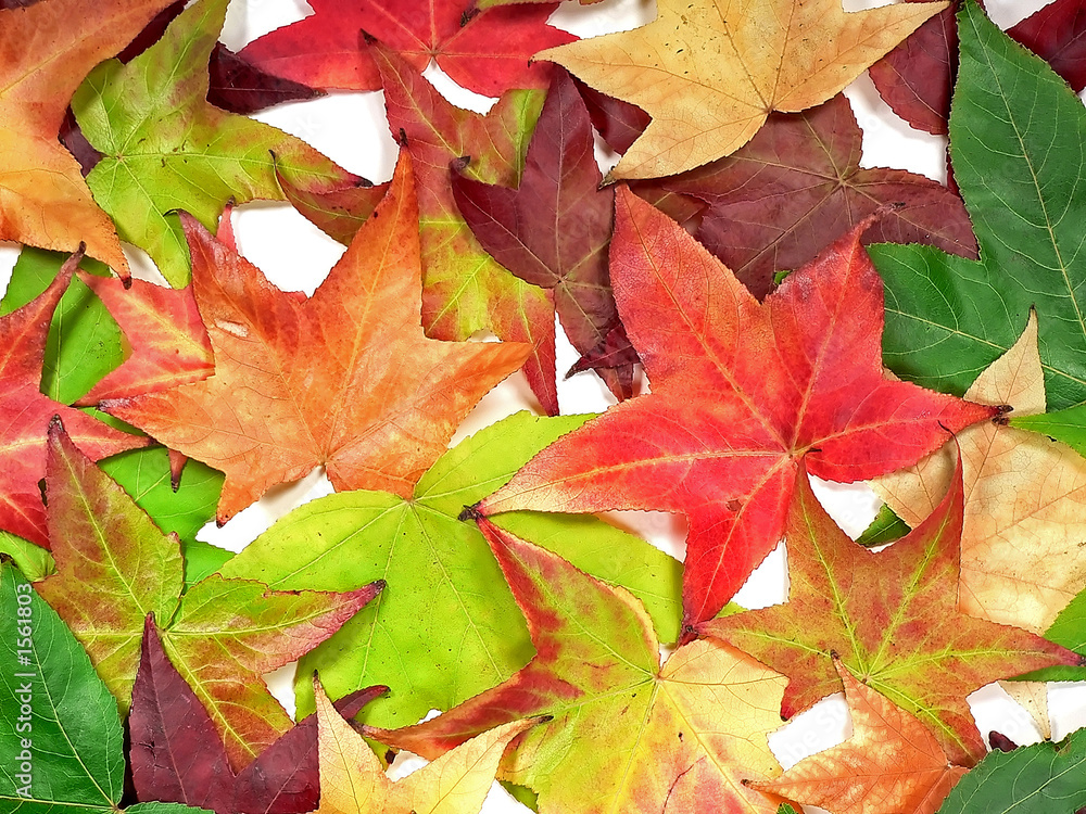 autumn colors autumn colors